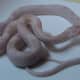Baby opal corn snake