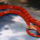 Baby blood red corn snake.  I bought and sold this snake. 