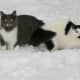 Greebo and Dippy explore the snow together.