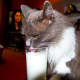 Greebo drinking his milk from a glass.