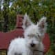This little Westie lives in Russia. They are popular all over the world.