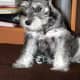 A Miniature Schnazuer puppy pausing..for a sec.