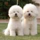 The Bichon Frise does not have to be clipped like this, but it is cute.