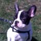 French Bulldogs do not bark much even when awake.