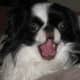 Is this Japanese Chin barking? No, she is ready to take a nap.