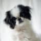Japanese Chin puppy: Is it confused about its size?