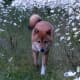 Shiba Inu are great in an apartment and look really good walking outside.