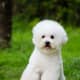 Is this Bichon angry?