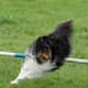 An athletic Sheltie likes to perform.