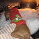 Another Italian Greyhound sleeping, what she does best. 