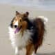 An adult Sheltie on the beach.