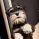 A young Miniature Schnauzer asking for food.