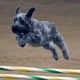 Miniature Schnauzers are great at agility.