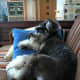Miniature Schnauzers make good watchdogs.