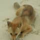 Some dingoes look similar to Pariah dogs in India.