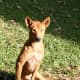 A dingo watching a household.