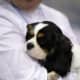 The Cavalier King Charles Spaniel is a lap dog and affectionate.