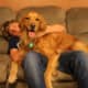 Golden Retrievers are not small lap dogs, but they are affectionate.