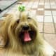 Lhasa apso: Affectionate to his owner, wary of everyone else!