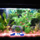 My 30-gallon community aquarium with 4 Tiger Barbs, 1 Gold Barb, 5 Serpae Tetras, and 3 Scissor Tails