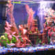 My 10-gallon aquarium with Buenos Aires Albino Tetras