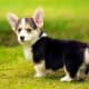 Is it the ears? The tiny tail? The stumpy legs? Corgis are the cutest!