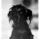 Wet monkey? The Affenpinscher's curious nature takes cuteness to the max.