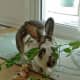 House rabbit enrichment. Try giving your rabbit long pea vines to play with and eat. They will toss them around!