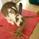 Make a toy with a toilet paper tube stuffed with hay. It will keep your bunny busy and entertained.