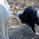 selecting-and-training-a-border-collie-puppy