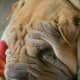 Adult Shar Peis do not have this many wrinkles.
