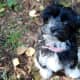 Havanese puppies typically grow up 11 inches in height with an average weight between 7–13 pounds.