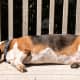 Basset Hounds love their downtime.