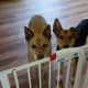 Paco and Boise behind the Carlson 0930PW Extra-Wide Walk-Thru Gate with Pet Door. I would NOT recommend this product.