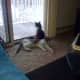 Cleo & Cia hang out by the window.