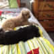 Our toy poodles Jackson and Ginger