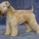 This is the traditional wheaten coat.