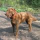 Chesapeake Bay Retriever