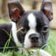 Boston Terrier