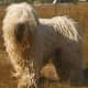 The corded coat of the Komondor may have been selected to prevent wolves from biting him.
