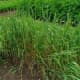 Timothy grass