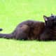 A predominantly black cat sporting a "locket" of white.