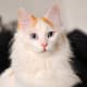 A Turkish Van with the titular pattern, visible on the top of the head.