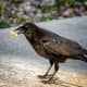 It doesn't matter where you put a peanut in your yard; the crows will find it.  They pick up rocks in their beaks and move them when necessary.