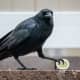 The look in this crow's eyes says it all.  It is not about to share this boiled egg with anyone.