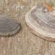 Bracket fungus
