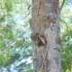 Male baby woodpecker pecking on umbrella