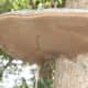Bracket fungus underside