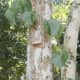 Bracket fungus under which the nest was built