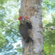 Daddy swoops in to feed babies (still shot blurred by action)